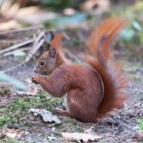 wild lebende Tiere in Deutschland und auf Reisen© Fotografie Diedenhofen