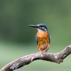 Vögel, Eisvogel © Fotografie Diedenhofen